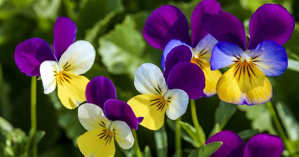 What do violet flowers mean