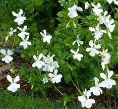 White violets