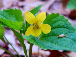 Yellow violets