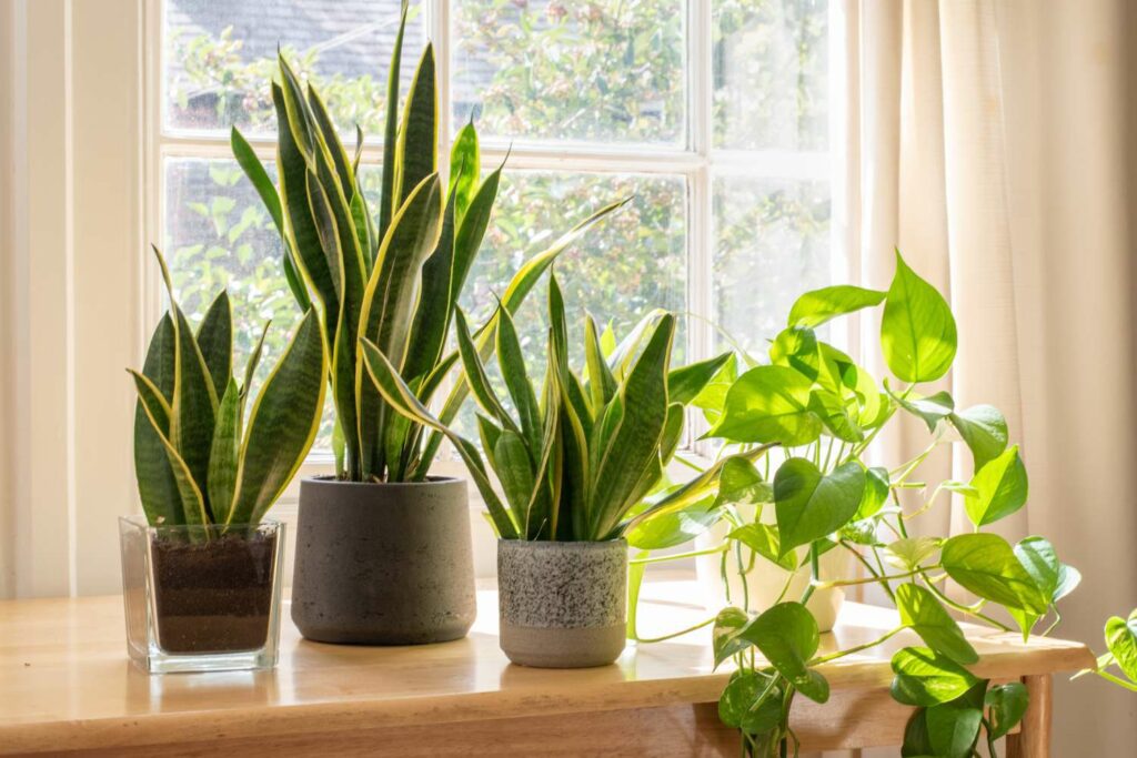 Best Indoor Snake Plant Varieties for Gifting