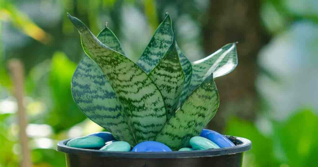 Bird's Nest Snake Plant