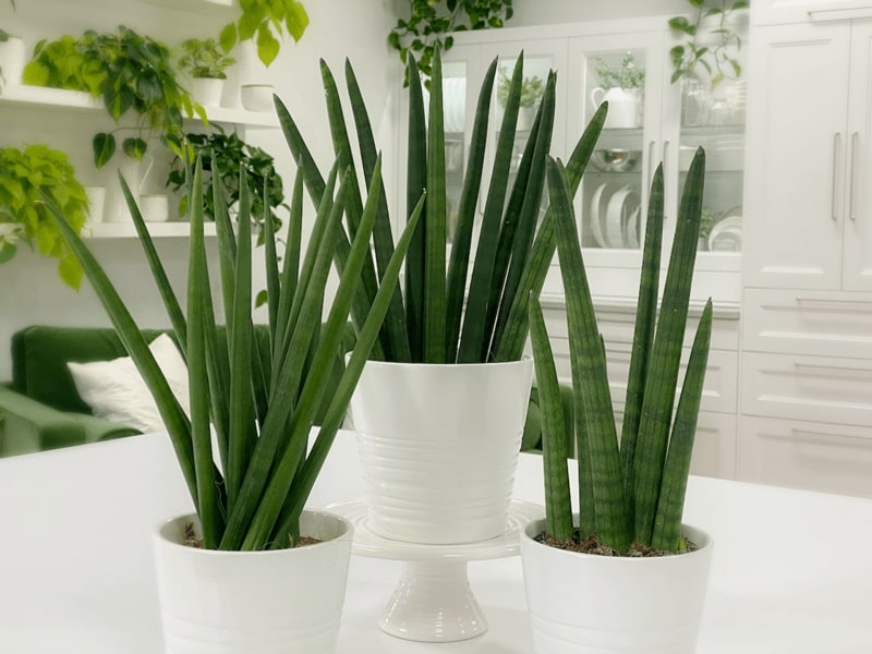 Cylindrical Snake Plant