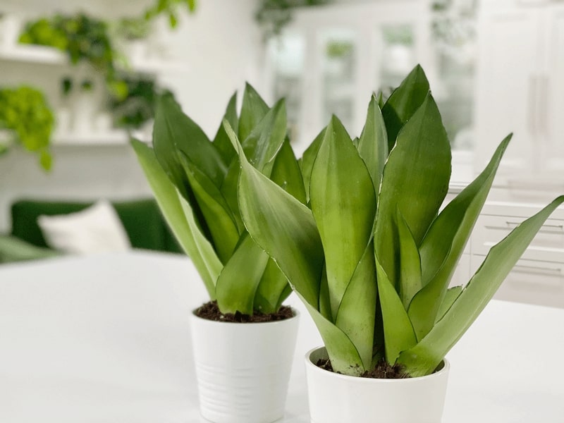 Moonshine Snake Plant