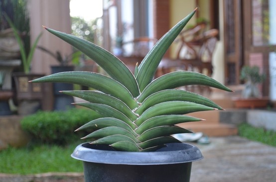 Samurai Snake Plant