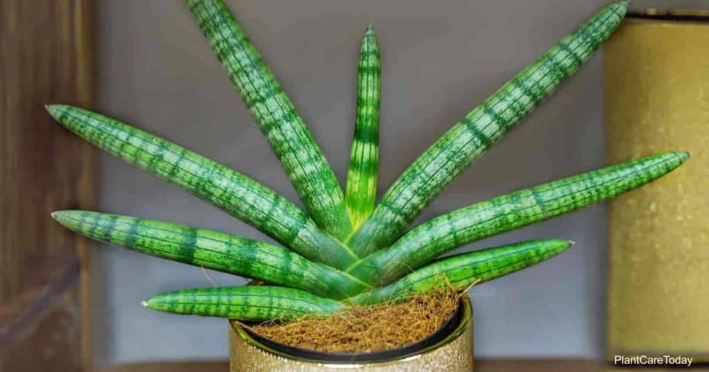 Starfish Snake Plant