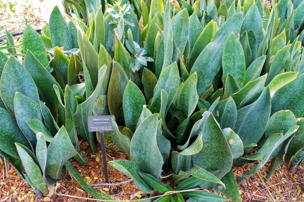 Whale Fin Snake Plant