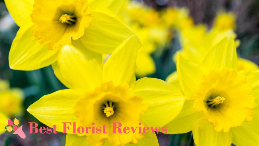 What are some botanical facts about daffodil flowers