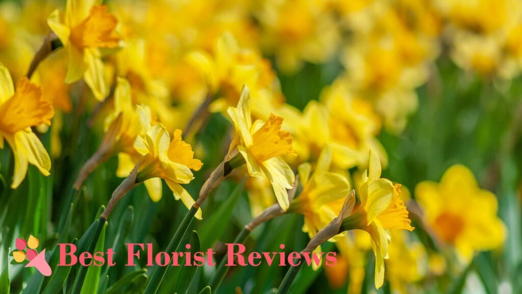 What are the meanings and symbolism of daffodils