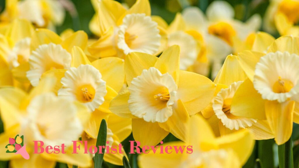 What is the botanical origin of daffodils