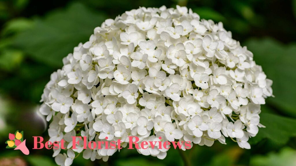 What is the botanical origin of the hydrangea flower