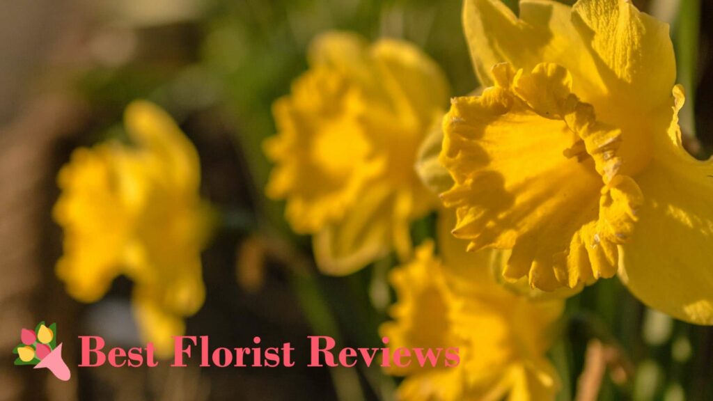 What is the most commonly considered flower for March