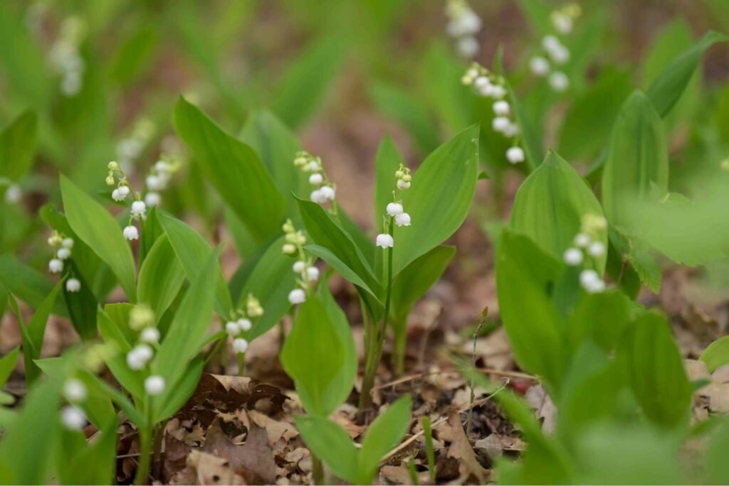 How can the Lily of the Valley be used in gardening and landscaping