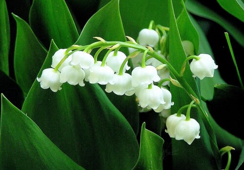 How did the Lily of the Valley get its name