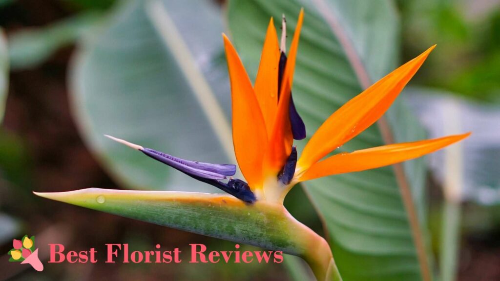 Orange Bird of Paradise