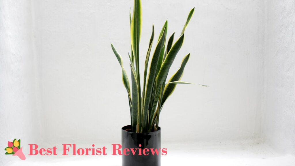 Snake Plant