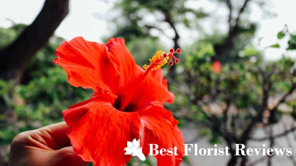 Tropical Hibiscus