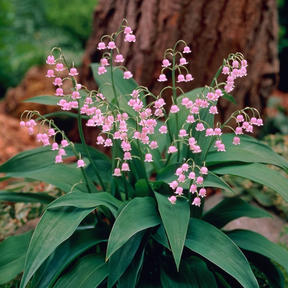 What are the botanical origins of the Lily of the Valley