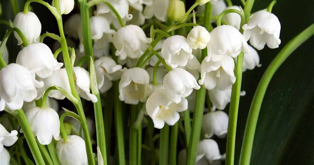 What are the uses of Lily of the Valley