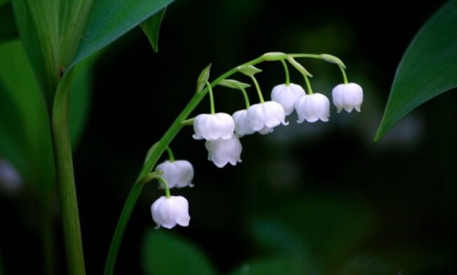 What does Lily of the Valley mean