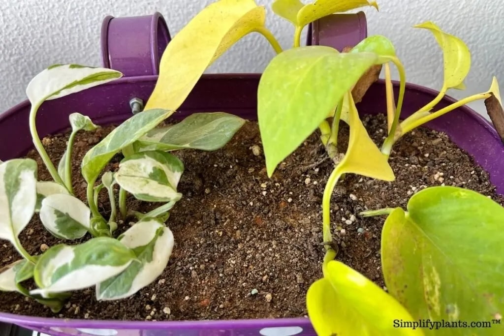 Characteristics of an Ideal Pothos Soil Mix