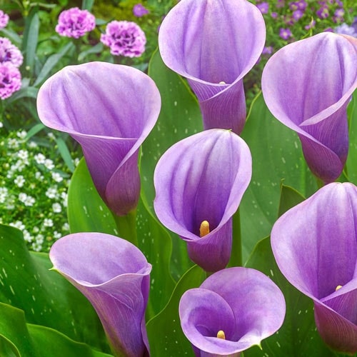 Purple Calla Lilies