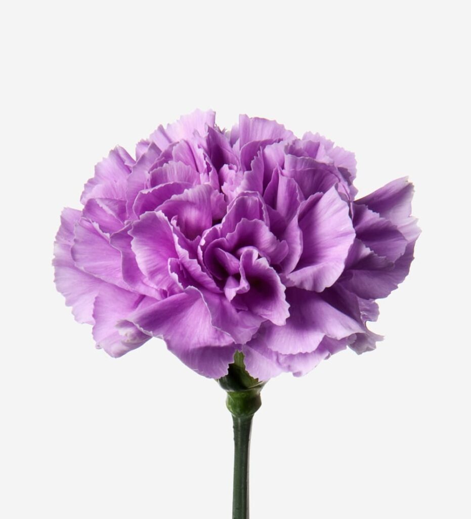 Purple Carnation