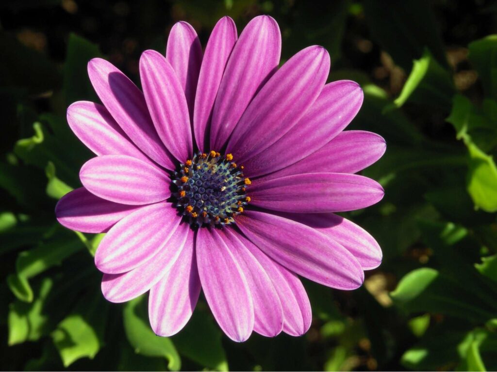 Purple Daisies