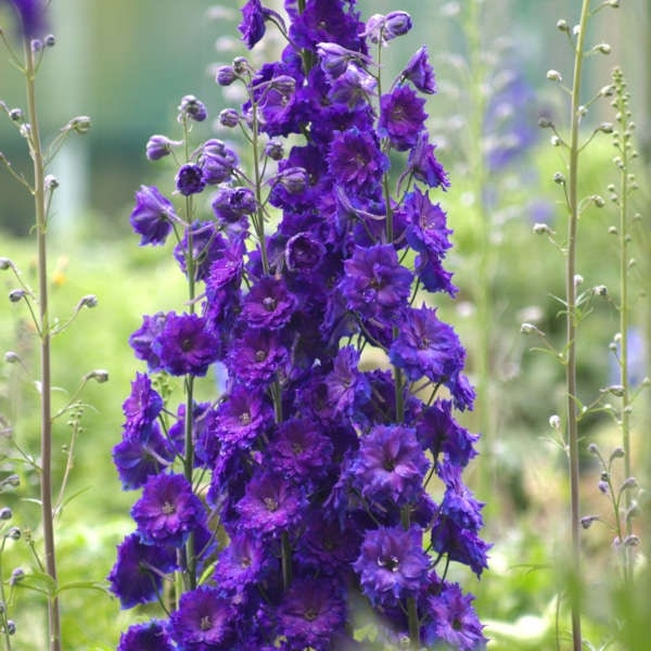 Purple Delphinium