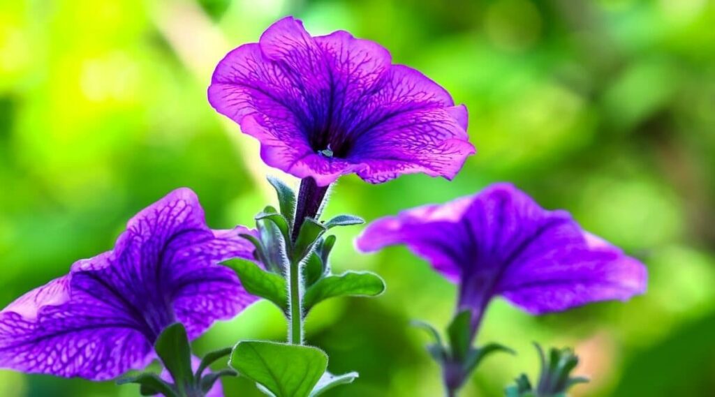 Purple Flowers in Art and Literature