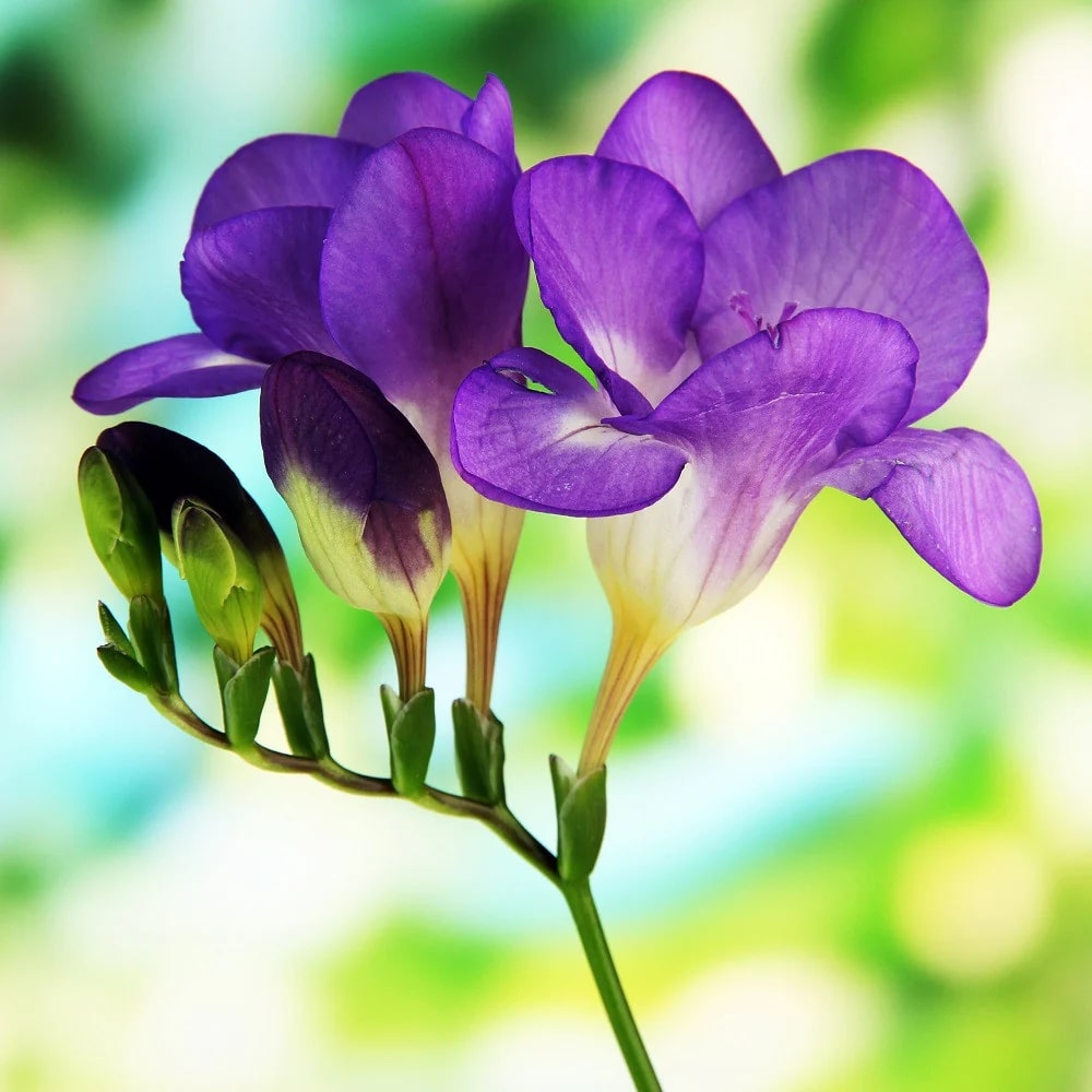 Purple Freesia