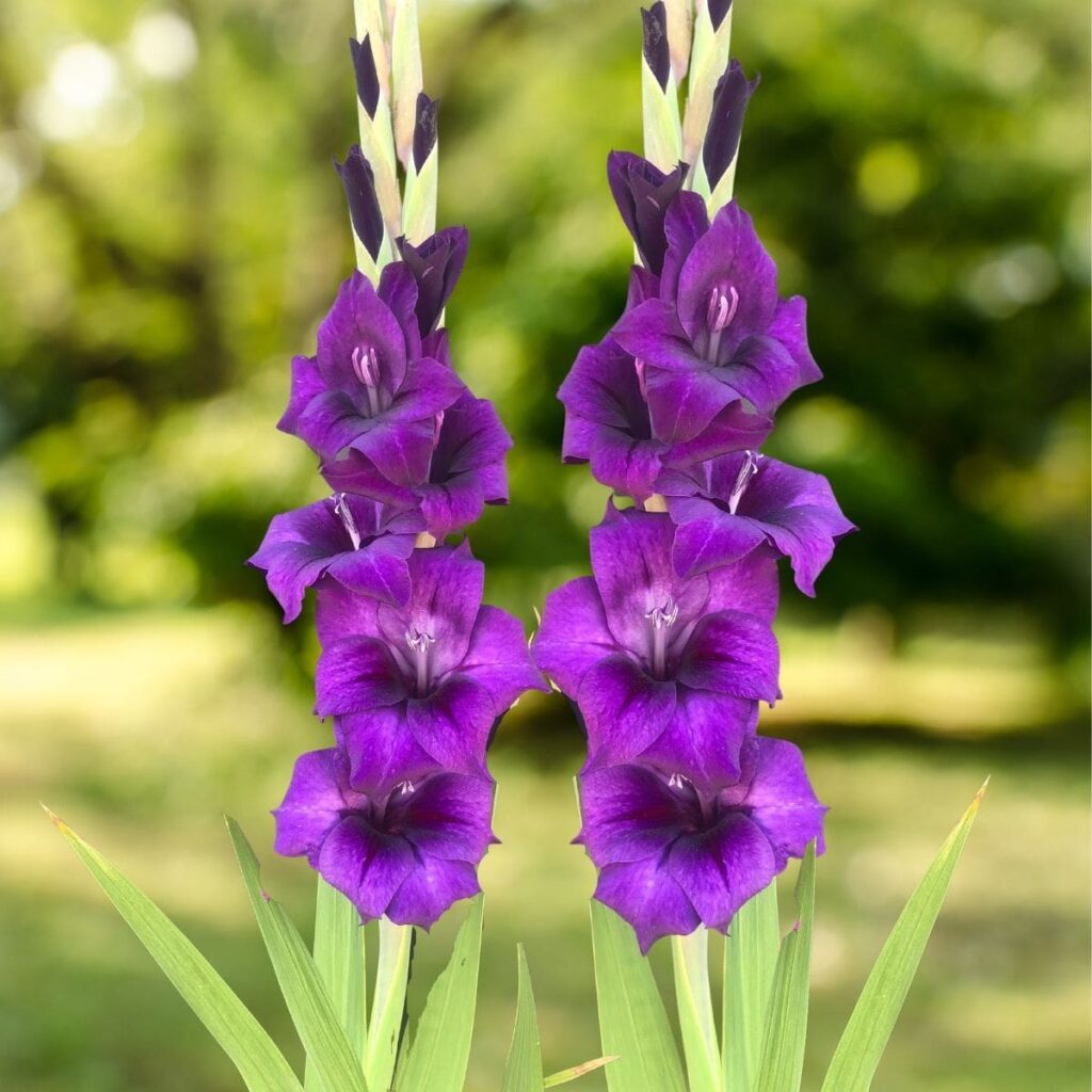 Purple Gladiola