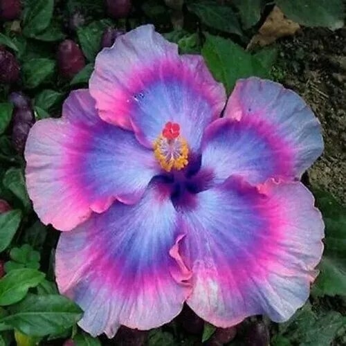 Purple Hibiscus