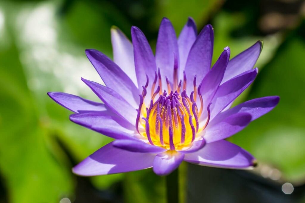 Purple Lotus