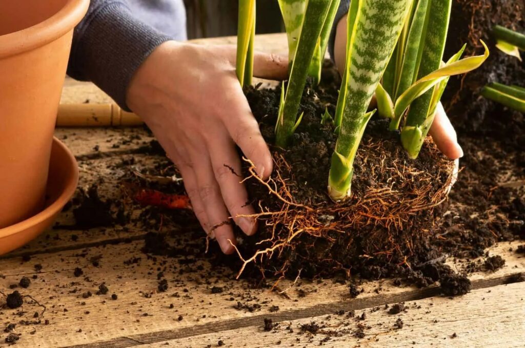 The Repotting Process