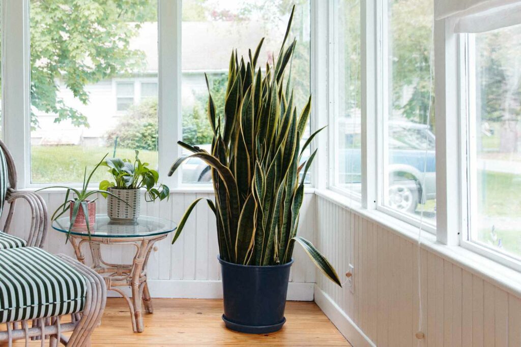 Understanding Dracaena Trifasciata